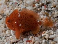 Lembeh frogfish - Nudiantennarius subteres - Lembeh Anglerfisch